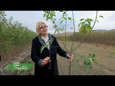 #აგროამბები ხეხილის საშემოდგო რგვა სანერგე მეურნეობაში