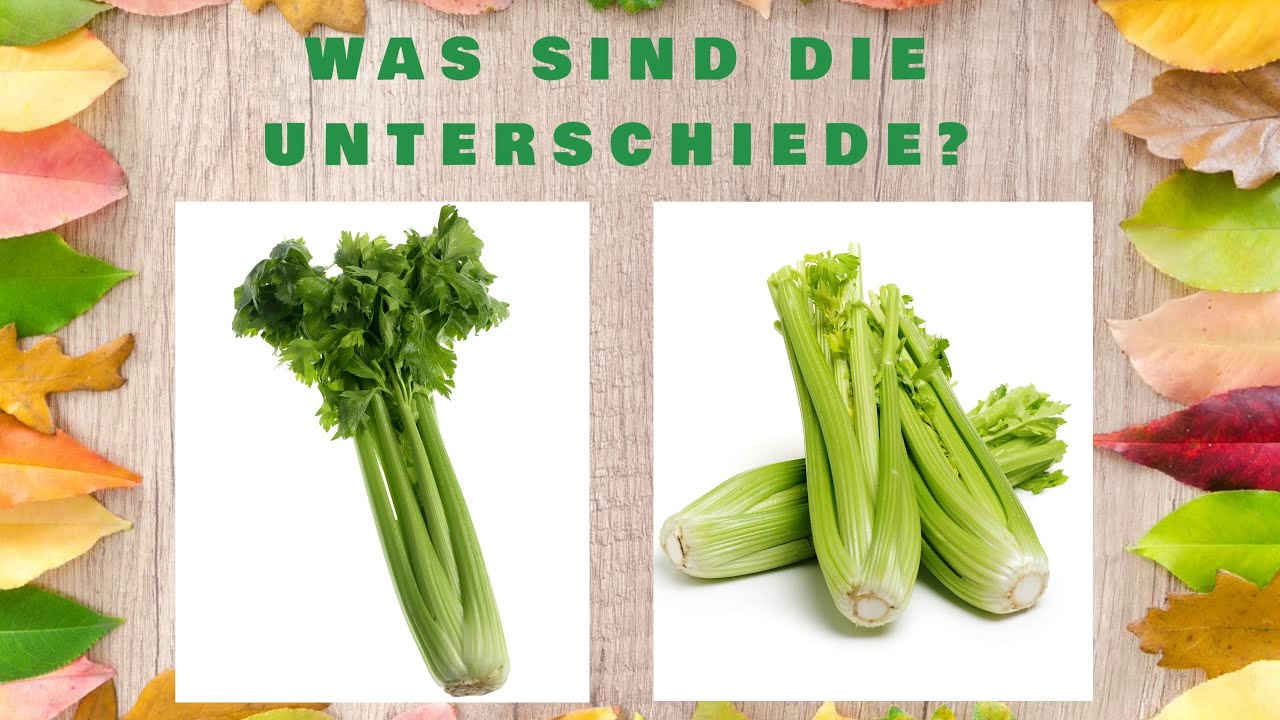 Grüner und weisser Sellerie Hier sind die Unterschiede! YouTube