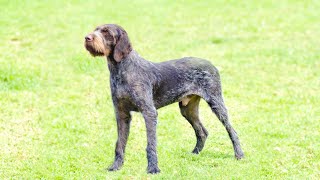 The Amazing Hunting Abilities of the German Wirehaired Pointer