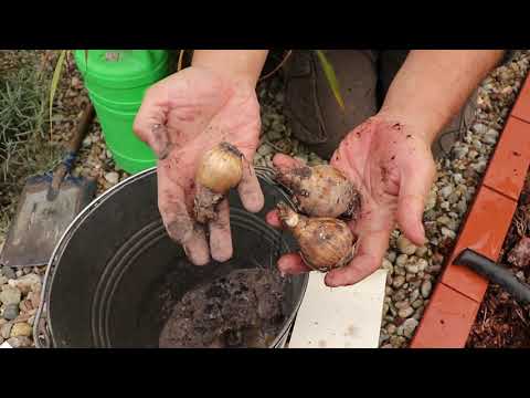 Wideo: Jak sadzić cebulki fritillarii?