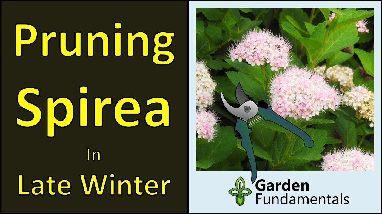 Pruning Spirea Shrubs Winter Prune For More Flowers Youtube