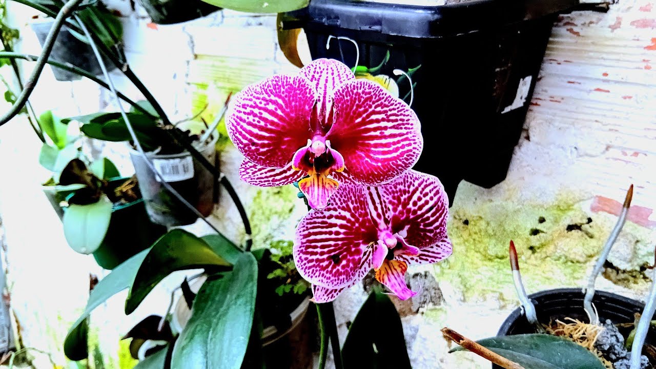 Como cultivar orquídeas phalaenopsis,  sem erro?