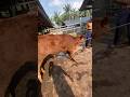 Penyuntikan sulfa sapi Limousin bulu keriting‼️#shorts #animals #cow
