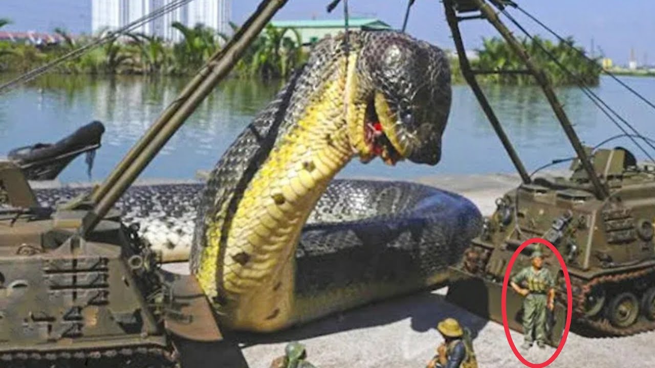 what is the largest anaconda ever caught