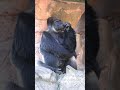 Beautiful Gorilla ponders life || Viral Video UK