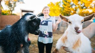 Teaching these 4Legged Toddlers to PLAY NICE