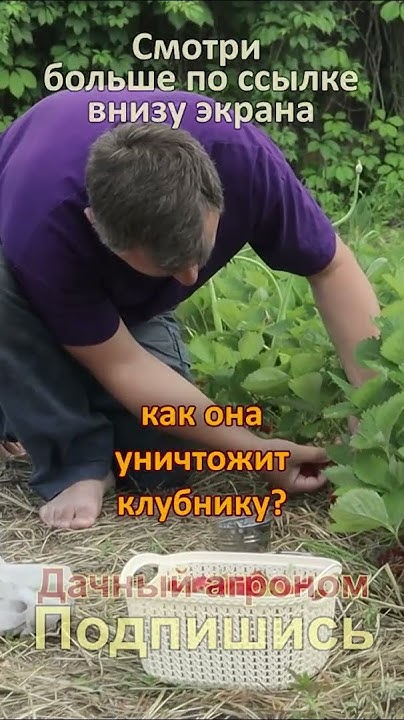 Средства от хруща для клубники - YouTube