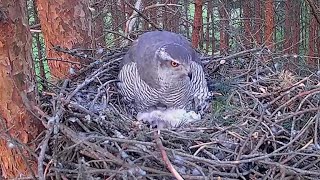 Third hawk chick hatched~2023-05-10~Goshawk nest in Estonia