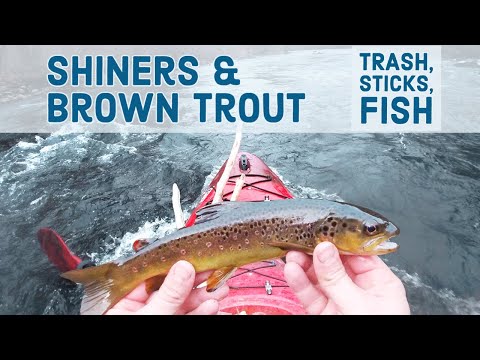 Shiners and Brown Trout on Watauga River 