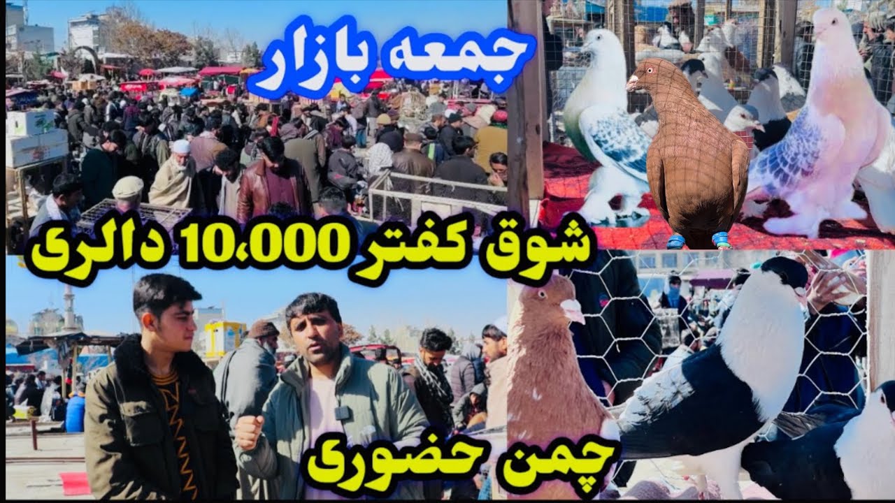 ویژه برنامه شوق! میله شوقی ها در چمن حضوری خرید و فروش کفتر با دالر#کفتر#کابل#