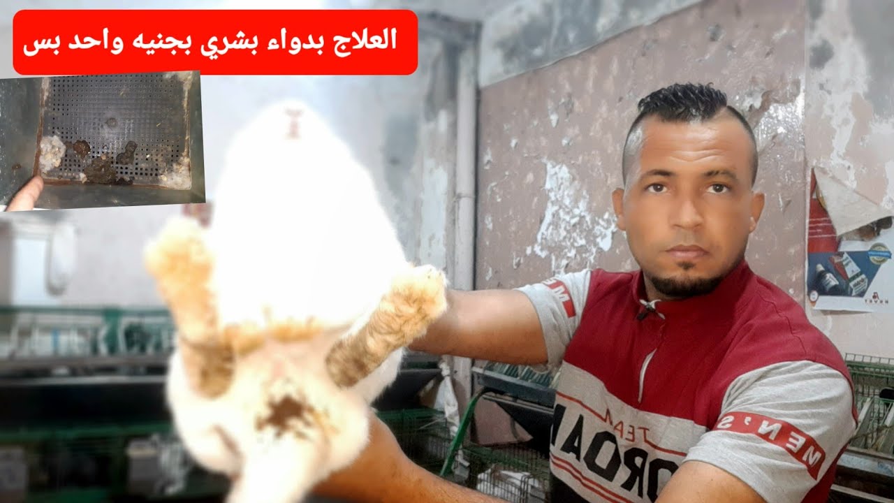 اسهال الارنب والقضاء عليه بشكل نهائي للمبتدئين دواء بشري جبار