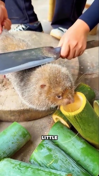 [問卦] 為什麼竹鼠比水豚更接近食材？