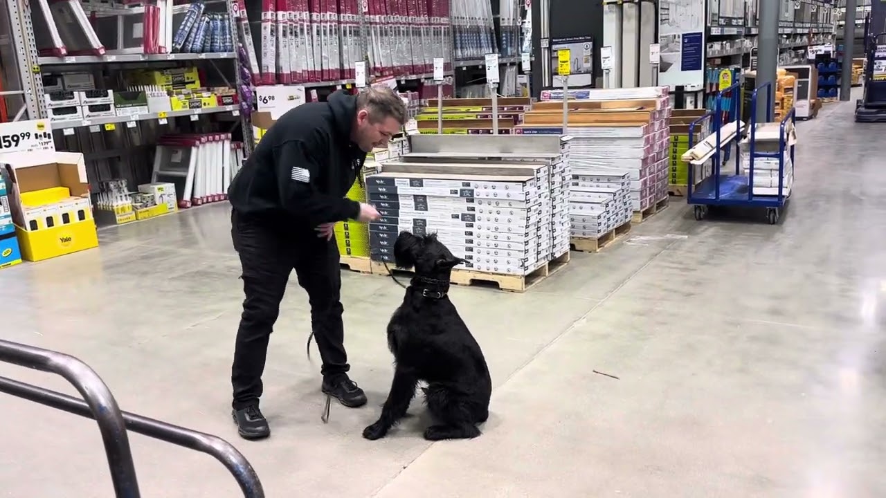 Shopping With "Xing" 1 Yr Giant Schnauzer Showing Off His Obedience And Focus In Everyday Life @PDS