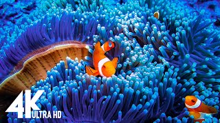 The Colors of the Ocean 4K VIDEO ULTRA HD   The Best 4K Sea Animals for Relaxation & Relaxing Music