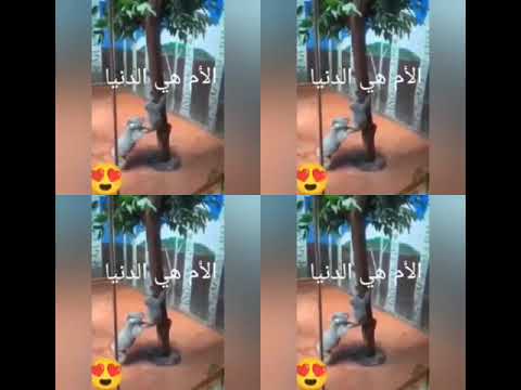 حنان الأم لا يعوض