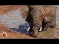 Elephants swimming in addo elephant park oct 2018