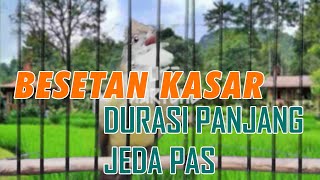 MASTERAN CUCAK JENGGOT GACOR BESETAN TAJAM TEMBAKAN KASAR