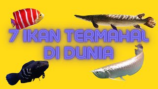 Wow.... !!! 7 Jenis Ikan Hias Termahal Di Dunia, Ada Yang Sampai Miliaran Lho !!!