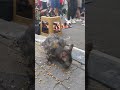 KUCING LAHAP BENER MAKAN #fyp #viralvideo #viralvideo