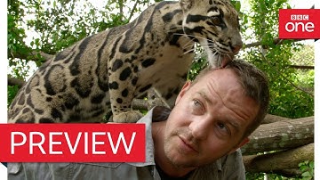 Presenter speaks to leopard - Ingenious Animals: Episode 2 Preview - BBC