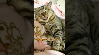 聞こえない「にゃー」｜PECO