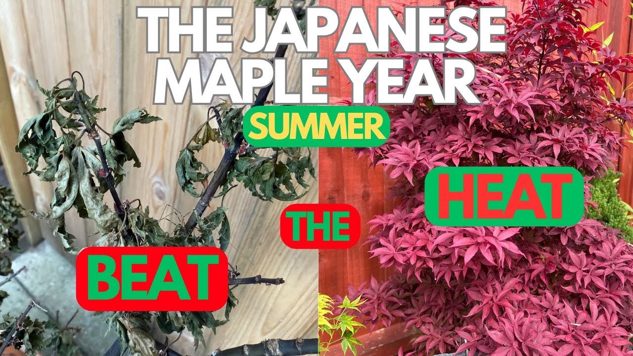 Japanese Maples: Summer Beat The Heat!
