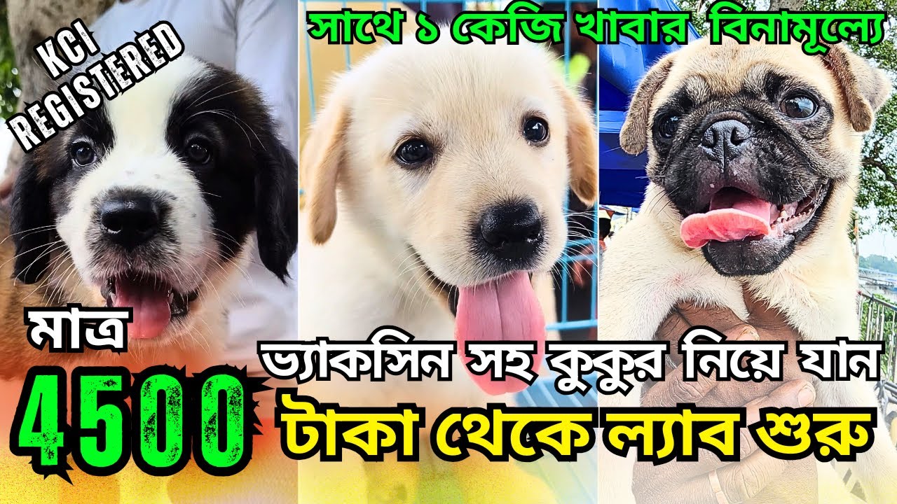 Serampore Puppies Market। Dog Puppy Sell in Serampore। Kolkata Dog