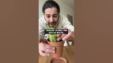 How to Grow Unlimited Lettuce 🥬  creative explained