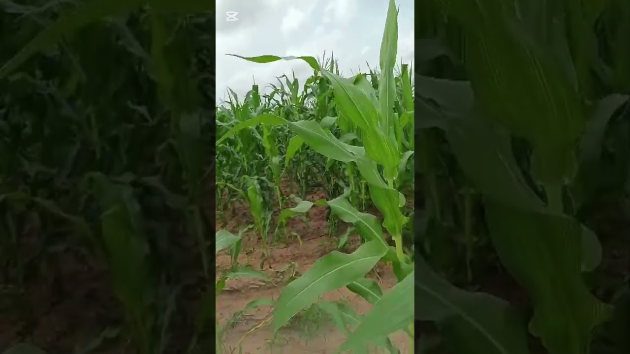 Full time farming in the Gambia 