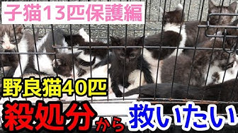 人生はねこだらけ Youtube
