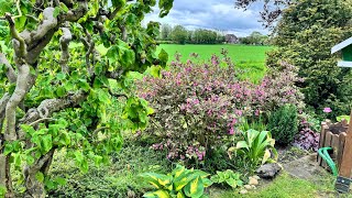 Прогулка по моему саду в начале мая: что цветёт и др. 🌟 Mein Garten im Mai