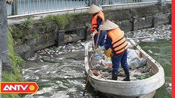Lý giải nguyên nhân khiến cá chết hàng loạt ở hồ Tây | Tin tức 24h mới nhất | ANTV