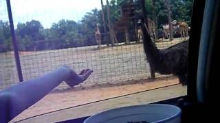 Attack of the Emu!!! Sorta...Not Really.