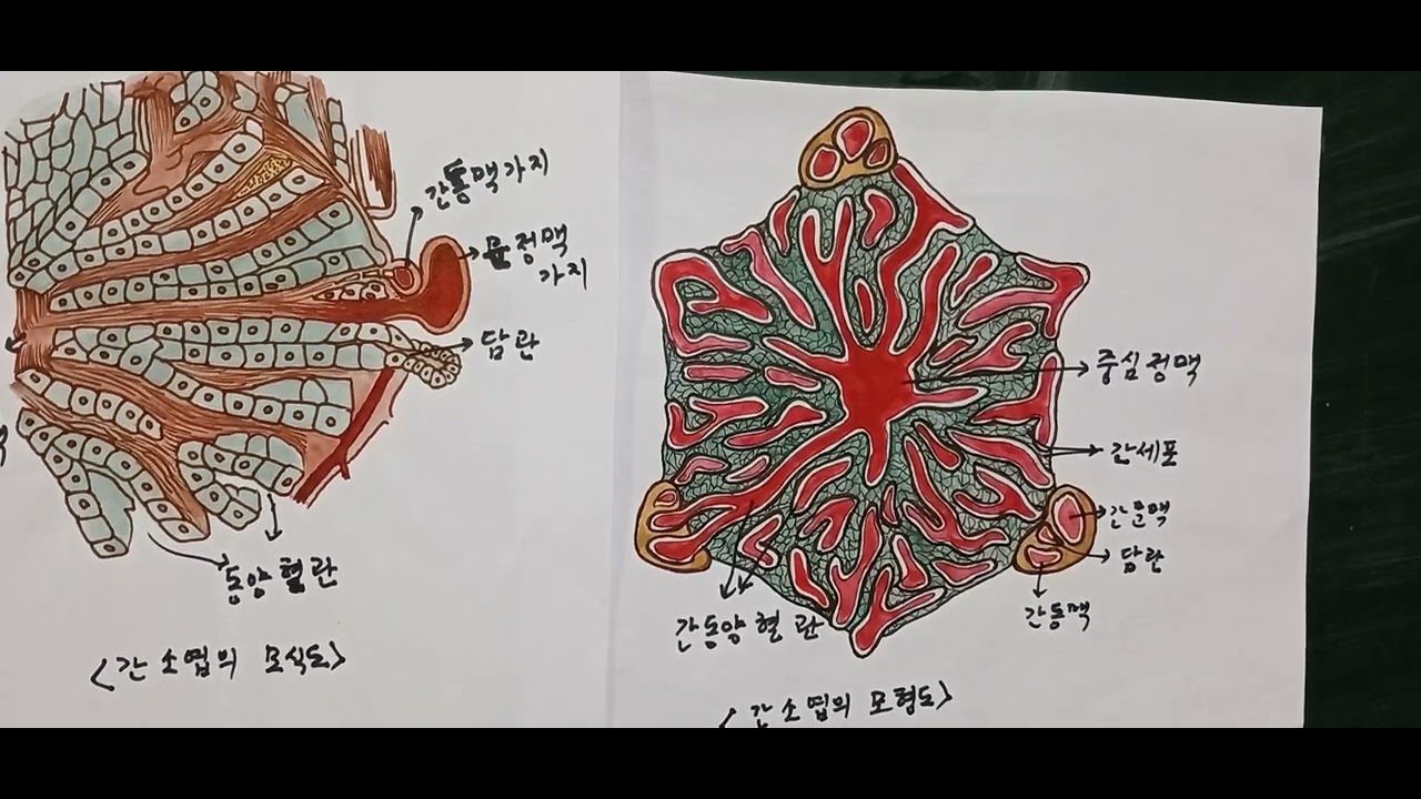 간 소엽 구조