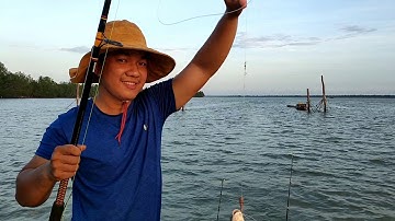 câu cá ngát sông ở giồng trôm Bến Tre