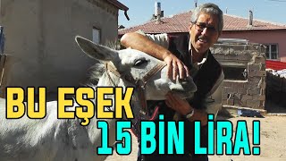 Bu Eşek 15 BİN LİRA!