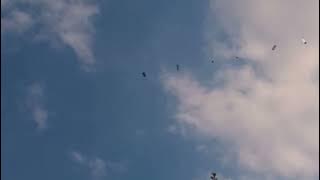 Starlink Satellites train seen in the sky  LOW PASS Elon Musk SpaceX