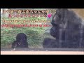 目の前で草まみれになって遊ぶ生後8ヶ月のサンタロウを、優しく見つめる父モモタロウ♪⭐️ゴリラGorilla【京都市動物園】Momotaro gazes at the baby, Santaro.