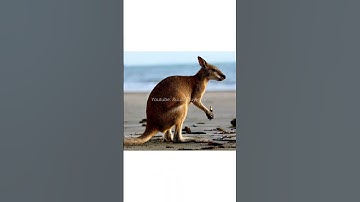 Những sự thật thú vị về loài kangaroo (phần 3) #suthatthuvi #kienthuc #dongvat