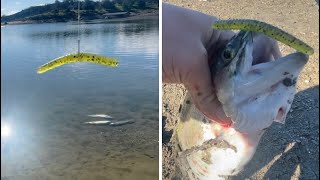 How to catch trout on senkos pt.1 (wacky rig) lake pardee trout fishing 2022