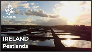 Ecologists in Ireland try to restore ravaged peat bogs