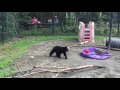 Alaska Zoo orphaned black bear cubs going to new home at San Francisco Zoo
