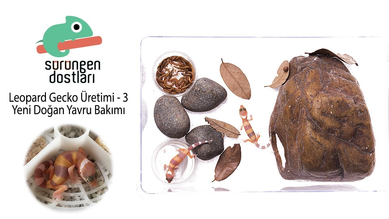http://bukalemun.biz Yavru Leopard Gecko Bakımı