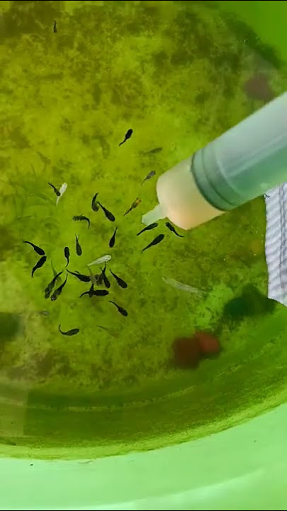 feeding mollies with #bbs