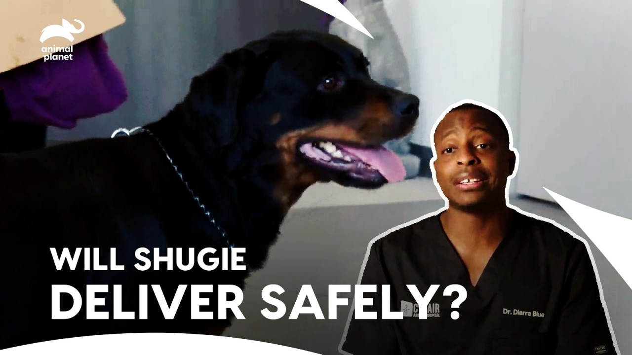 LIFE SAVING Surgery! Two Puppies Stuck in Mama Rottweiler Womb | The Vet Life | Animal Planet