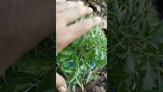 Finding egg snails and millipede #egg #snail #millipede