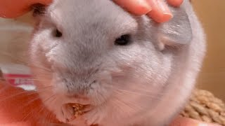【縦動画】モグモグするまん丸チンチラ　Sweet Chichillas