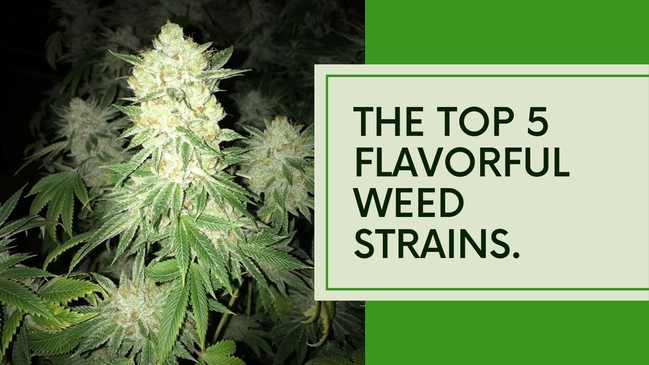 Top 5 Flavors of Cannabis: A Tasting Journey You Won't Forget!