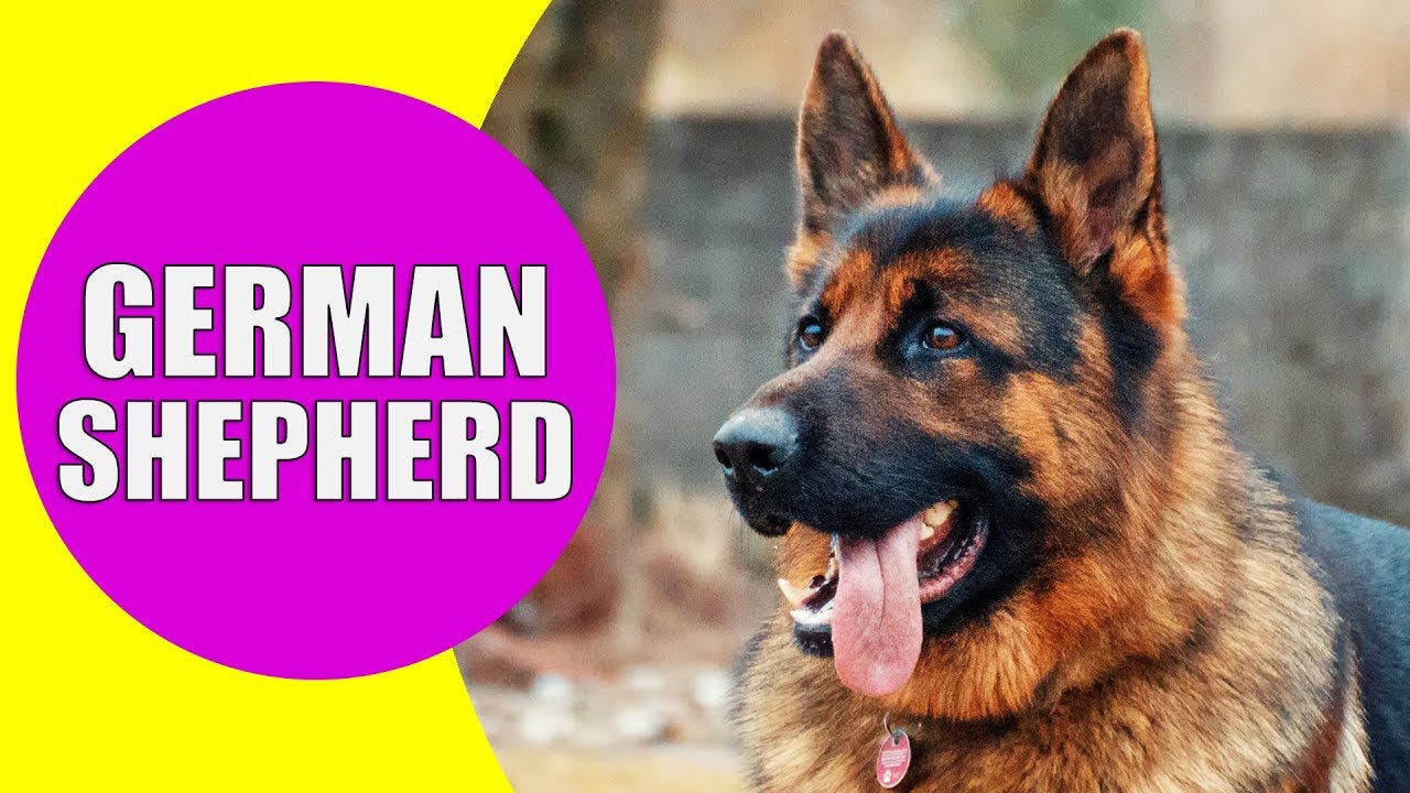 german shepherd dog song