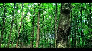 Nature | Forest | No Copyright Free Video | HD Background Videos | Aaradhana Vela Editings